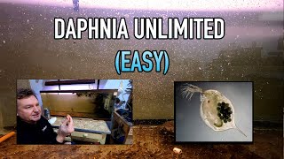 How I Raise Daphnia Water Fleas And You Can Too [upl. by Aires431]