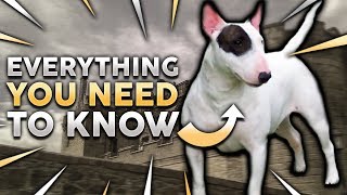 BULL TERRIER 101 Everything You Need To Know About Owning a Bull Terrier Puppy [upl. by Notnirb]