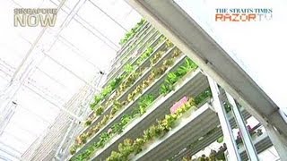 Singapores first vertical farm [upl. by Lebaron880]