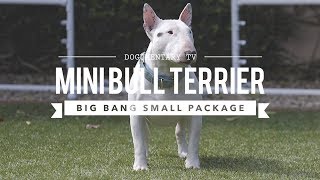 ALL ABOUT MINIATURE BULL TERRIERS CUTE AND POWERFUL [upl. by Yeca716]