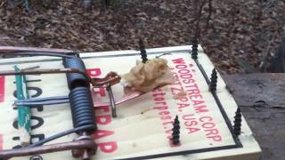 rat trap modified for squirrels 1 [upl. by Pitarys]