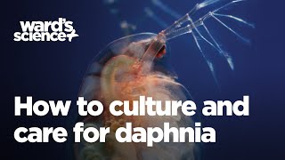 Caring and Culturing for Daphnia [upl. by Skyla589]