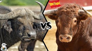 CAPE BUFFALO VS SPANISH BULL  Which is The Strongest [upl. by Pepita]