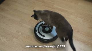 Cat shows HOW TO use iRobot Roomba Vacuum [upl. by Glenn]