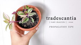 Grow your Tradescantia Plant Propagate Cuttings in Soil Water or Sphagnum Moss [upl. by Haleemak162]