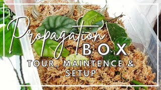 ABSOLUTE EASIEST Propagation Method  Propagation Box Plant Tour amp Maintenance  Plant Care [upl. by Nilhtac]