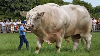 10 BIGGEST Bulls In The World [upl. by Ydnas]