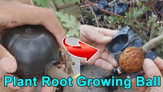 How to Use Air Layering Pods Propagation Balls   Plant Root Growing Box Instructions Review [upl. by Nwhas604]