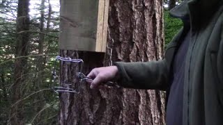 Squirrel Trapping with BMI bodygrip traps [upl. by Lunt]