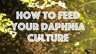 How To Feed Your Daphnia Culture [upl. by Acim]