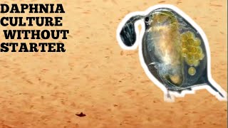 HOW TO CULTURE DAPHNIA NATURALLY WITHOUT A STARTER [upl. by Iznek588]