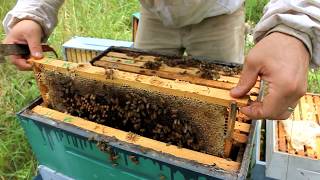 Harvesting 109 POUNDS of RAW HONEY [upl. by Aloisia]