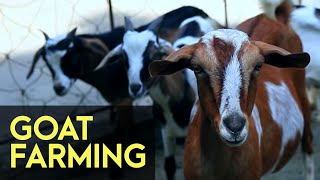 Goat Farming  FULL Version  Agribusiness How It Works [upl. by Theadora154]