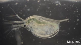 Daphnia magna under the Microscope [upl. by Yhtir]