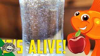 How to culture Vinegar Eels The EASY Way Live Fish Food [upl. by Joela]