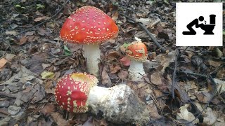 Muchomor czerwony Amanita muscaria Jaworzno [upl. by Lohman]