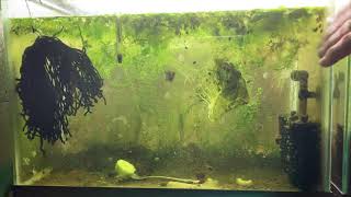 Scuds Daphnia Cherry Shrimp Copepods My aquatic food culture [upl. by Eidorb]