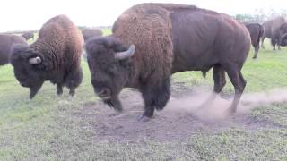 Bison Bull in Mating Season [upl. by Nanreit]