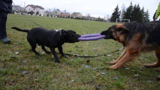 Staffordshire bull terrier vs German shepherd [upl. by Haneen6]