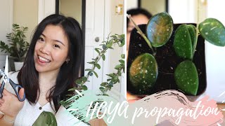 How to Propagate Hoya  My Hoya Propagation Box Setup [upl. by Sedrul]