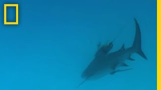 Bull Sharks  National Geographic [upl. by Bill]