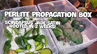 Best Plant Rooting Method Perlite  Plant Updates Maintenance And Potting [upl. by Ardy]