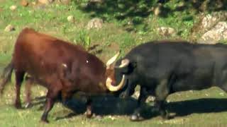 BULLS FIGHTING WITH EACH OTHER [upl. by Burnaby]