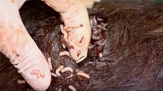 EWWW Maggots Eat Wildebeest Alive  Vet Safari  BBC Earth [upl. by Euqimod602]