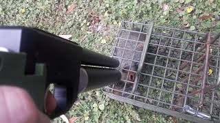 Squirrel Dispatch with an air pistol [upl. by Valerie]