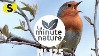 CHANTS DOISEAUX LEÇON 1 No 125 [upl. by Oibesue]