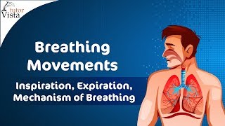 Basics of ventilation Anatomy of normal breathing [upl. by Paehpos]