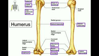 Anatomy  Specific Bony Features of the Humerus amp Left vs Right [upl. by Sigsmond357]