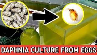 HOW TO HATCH DAPHNIA EGGS  HOW TO CULTURE DAPHNIA [upl. by Rednasyl300]