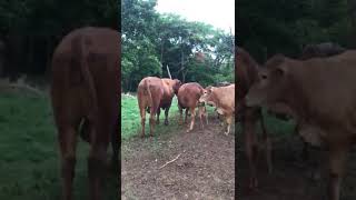 Bulls Breeding heifer naturally [upl. by Utley293]