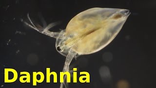 Daphnia [upl. by Nekciv947]