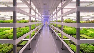 Growing Up How Vertical Farming Works [upl. by Enelhtac]