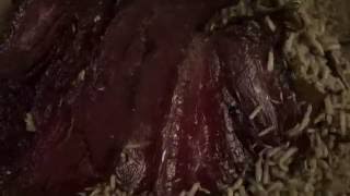 Maggots eating meat  HD timelapse video [upl. by Akcirahs267]