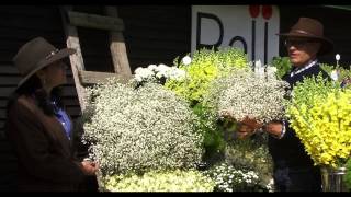 Gypsophila Culture amp Tips [upl. by Gerdy]