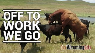 Putting Bulls In With The Cows on the Ranch [upl. by Atilemrac87]