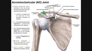 The Sacroiliac Joint Part 1  Major Ligaments amp Structures [upl. by Samuella609]