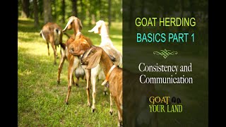 GOAT HERDING BASICS PART 1 [upl. by Etnaled]