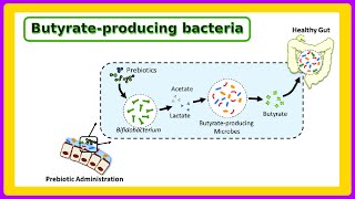 butyrate producing bacteria [upl. by Leinod]