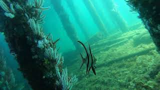 Freediving Busselton Jetty WA [upl. by Llennahs]