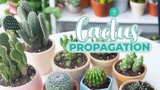 HOW TO PROPAGATE CACTUS EASY amp FAST [upl. by Edrick]