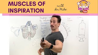 How to do Yoga Breathing alternate nostril [upl. by Aerb]