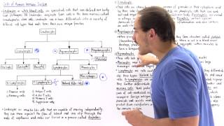 Leukocytes of Immune System [upl. by Heyward]