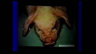 Respiratory Diseases of Swine William Van Alstine  1993 [upl. by Shipp10]