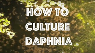 How To Culture Daphnia Magna [upl. by Cadmarr962]