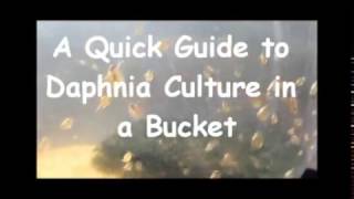 How to culture daphnia outside [upl. by Swane]