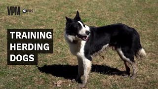 Herding Dogs Are an Invaluable Addition to Farms and Ranches [upl. by Nosnej]